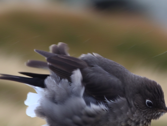 A bird bracing against the wind on the onset of a cold front