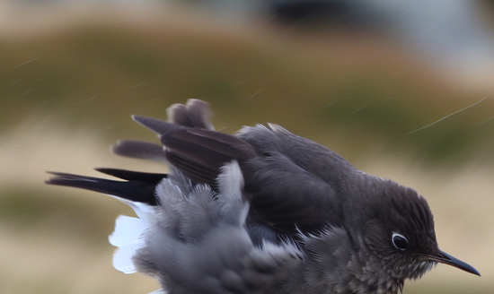 A bird bracing against the wind on the onset of a cold front
